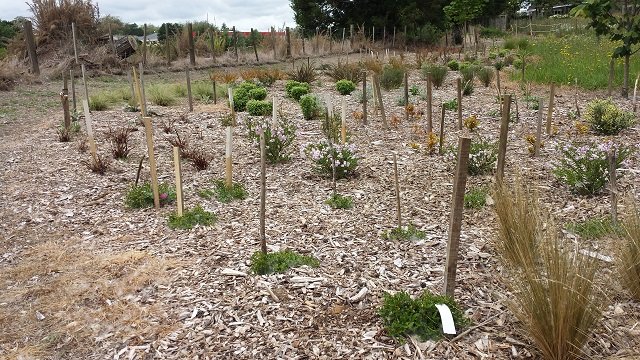 Plantings 1. Cambridge Tree Trust.